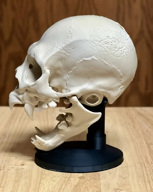 Hyperrealistic vampire skull print file i3dyou