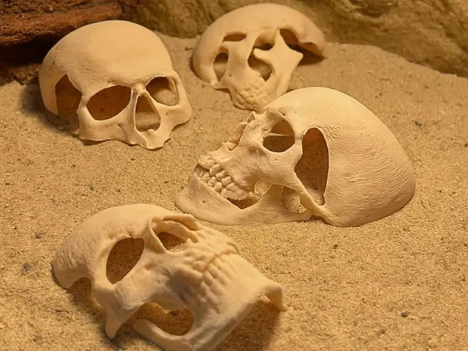 Human skull decor 3d printable file i3dyou